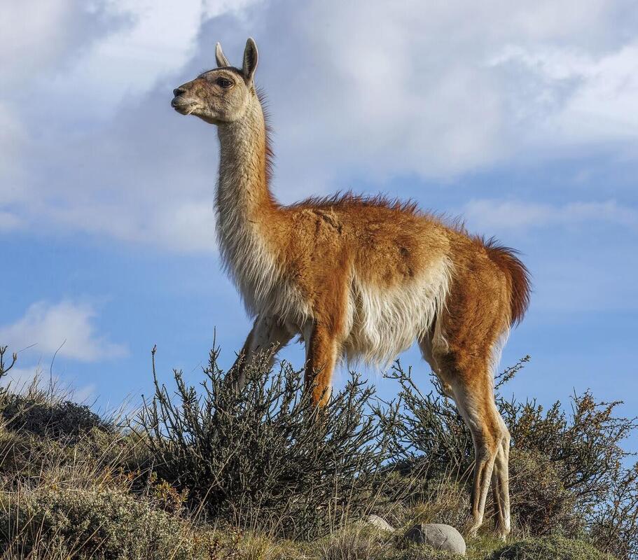 Torres del Paine — Patagonia